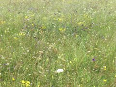 Grossansicht in neuem Fenster: Garchinger Heide: Bunte Vielfalt