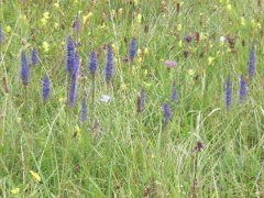Grossansicht in neuem Fenster: Garchinger Heide: Salbei