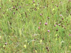 Grossansicht in neuem Fenster: Garchinger Heide: Karthäusernelke