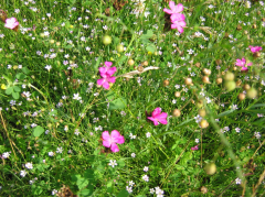 Blühstreifen mit Karthäusernelken