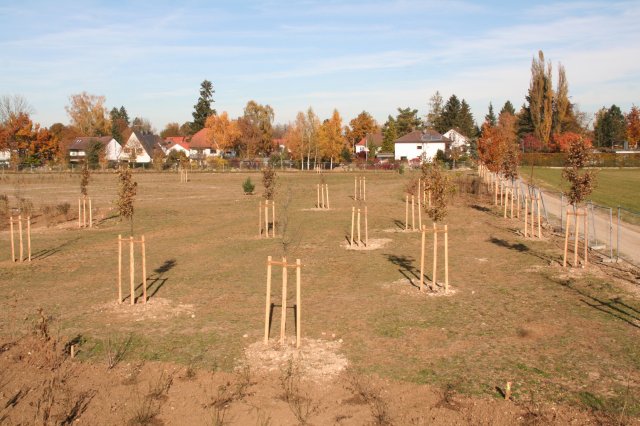 Grossansicht in neuem Fenster: Neupflanzungen Steinkirchen mit verpflanzten Großbäumen