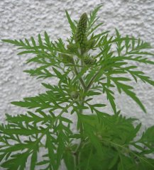 Ambrosia - Foto: Bayerisches Staatsministerium für Umwelt, Gesundheit und Verbraucherschutz