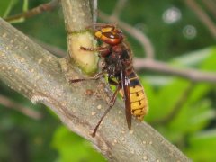 Hornisse (aus Wikipedia)