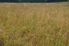 Artenvielfalt Ökokonto 2013 (2)