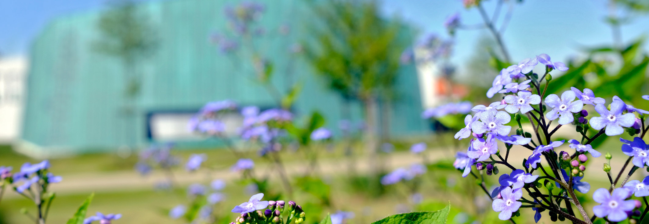 Quer Kupferhaus Frühling transparent