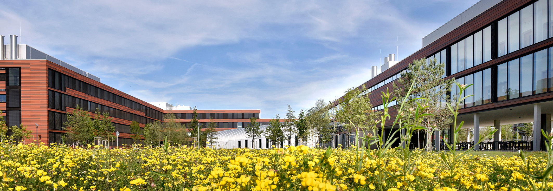Frühling campus quer