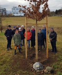 Stieleiche im Gedenken an Dieter Kubisch